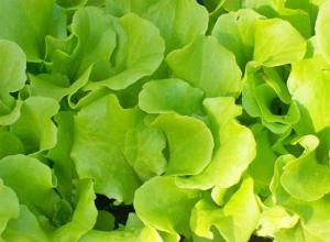 Растение салат: сорта, выращивание, полезные свойства